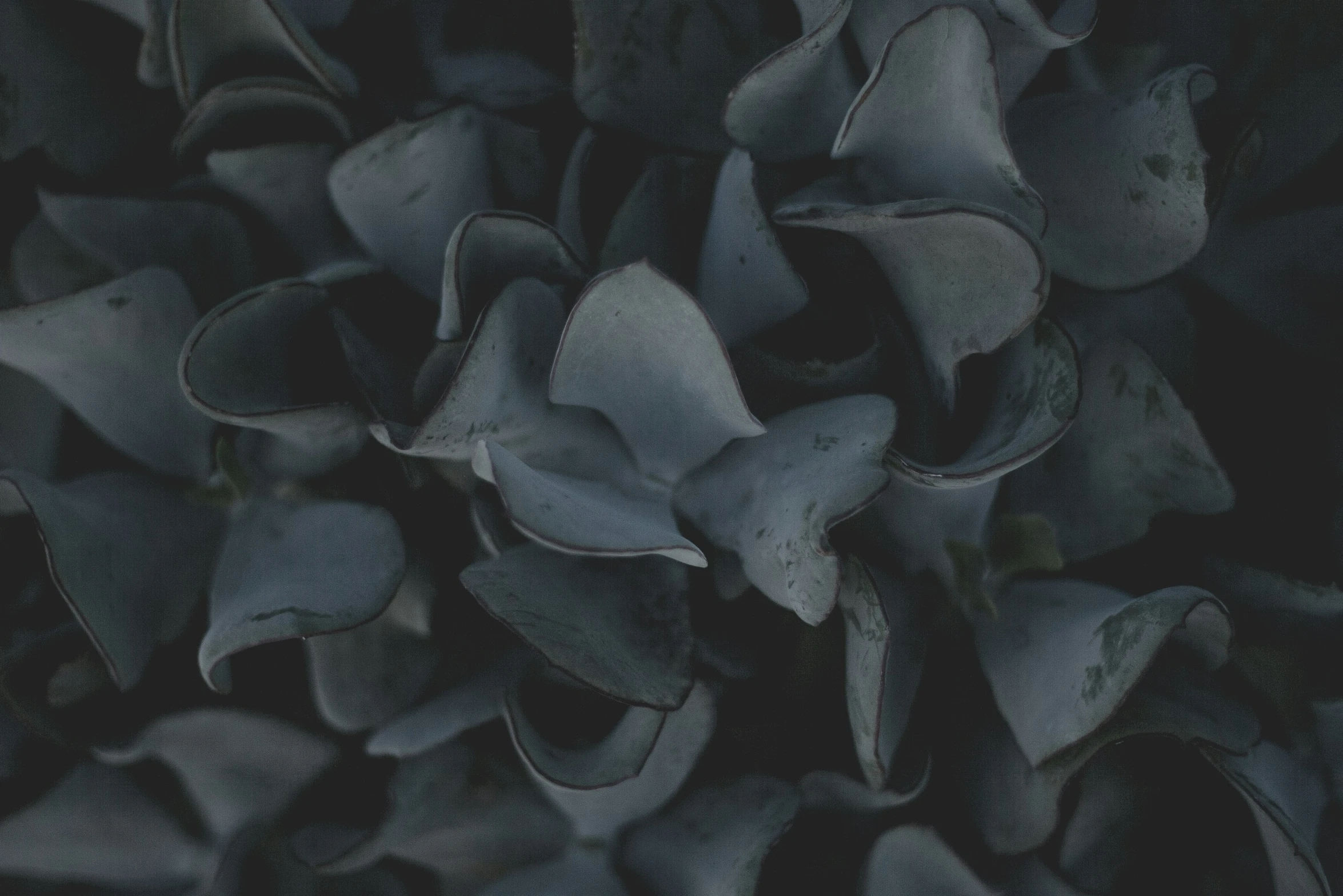 a black and white image of a group of flower petals