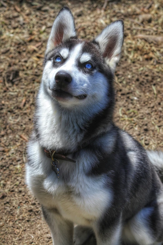 an husky dog looking up while outside with his nose covered in snow