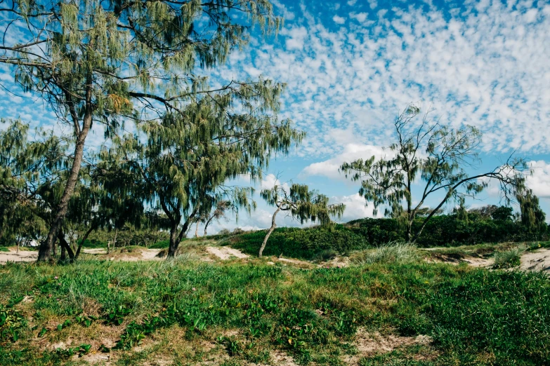 some trees and dirt and blue sky with clouds