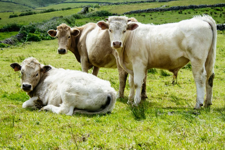 three white cows standing and laying in an open field