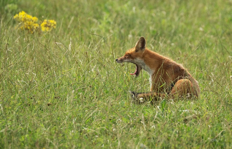 a fox is growling while sitting in the tall grass