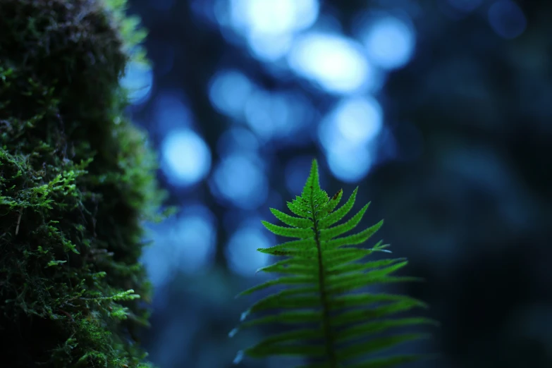 the tree is green and has a long, thin leaf