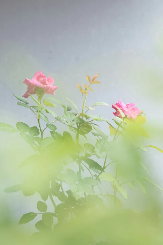 some pink roses with green leaves in the fog