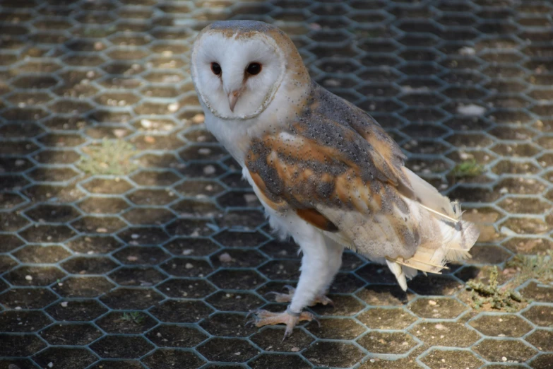 an owl standing on a chicken wire cage