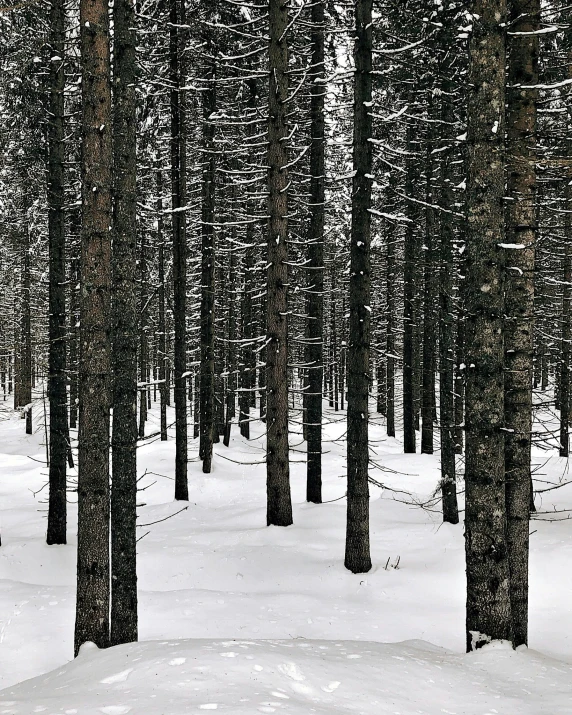 a lone bench in a snowy landscape with pine trees