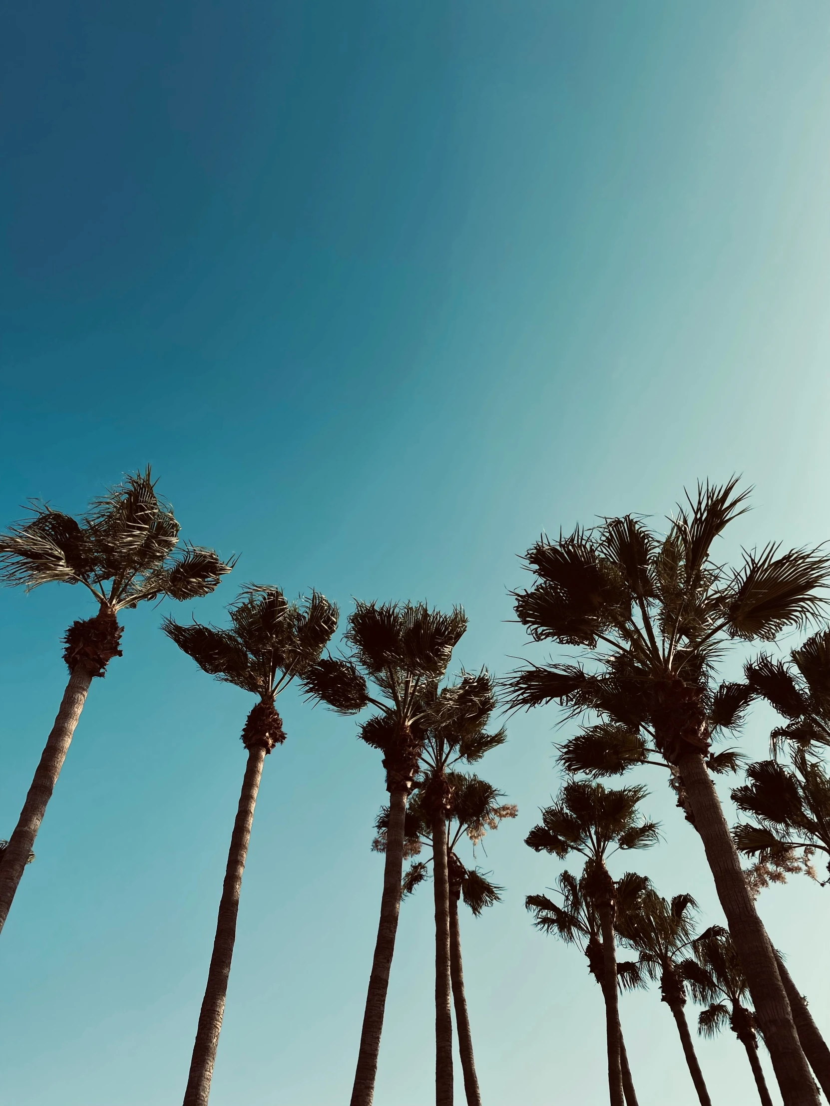 palm trees against the blue sky in california