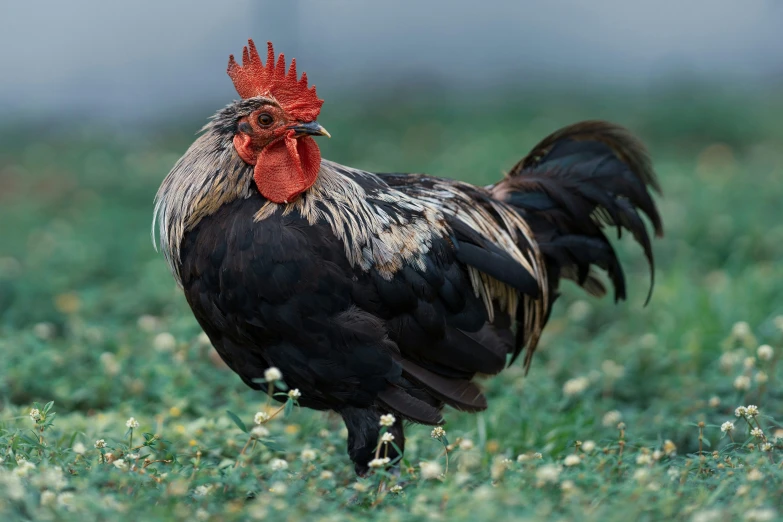 a rooster standing in a grassy area