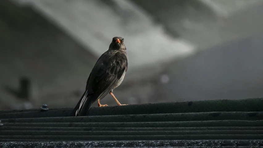 bird standing on a concrete walkway looking back