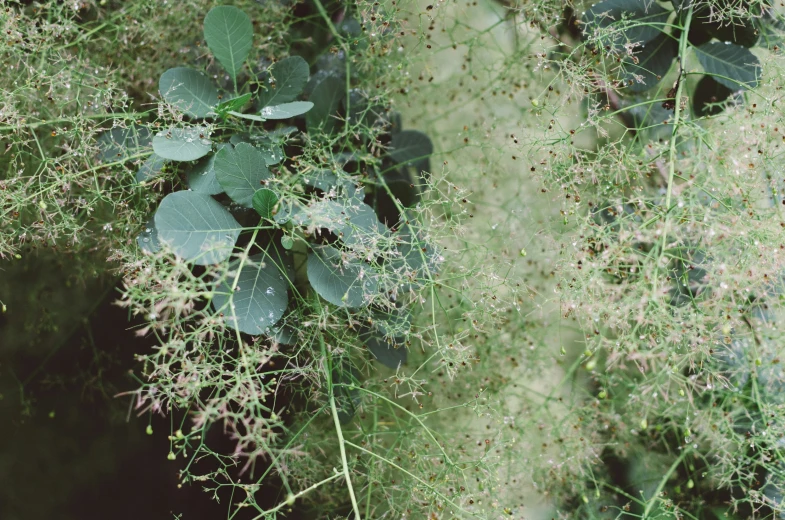 a green plant with yellow spiky leaves and flowers