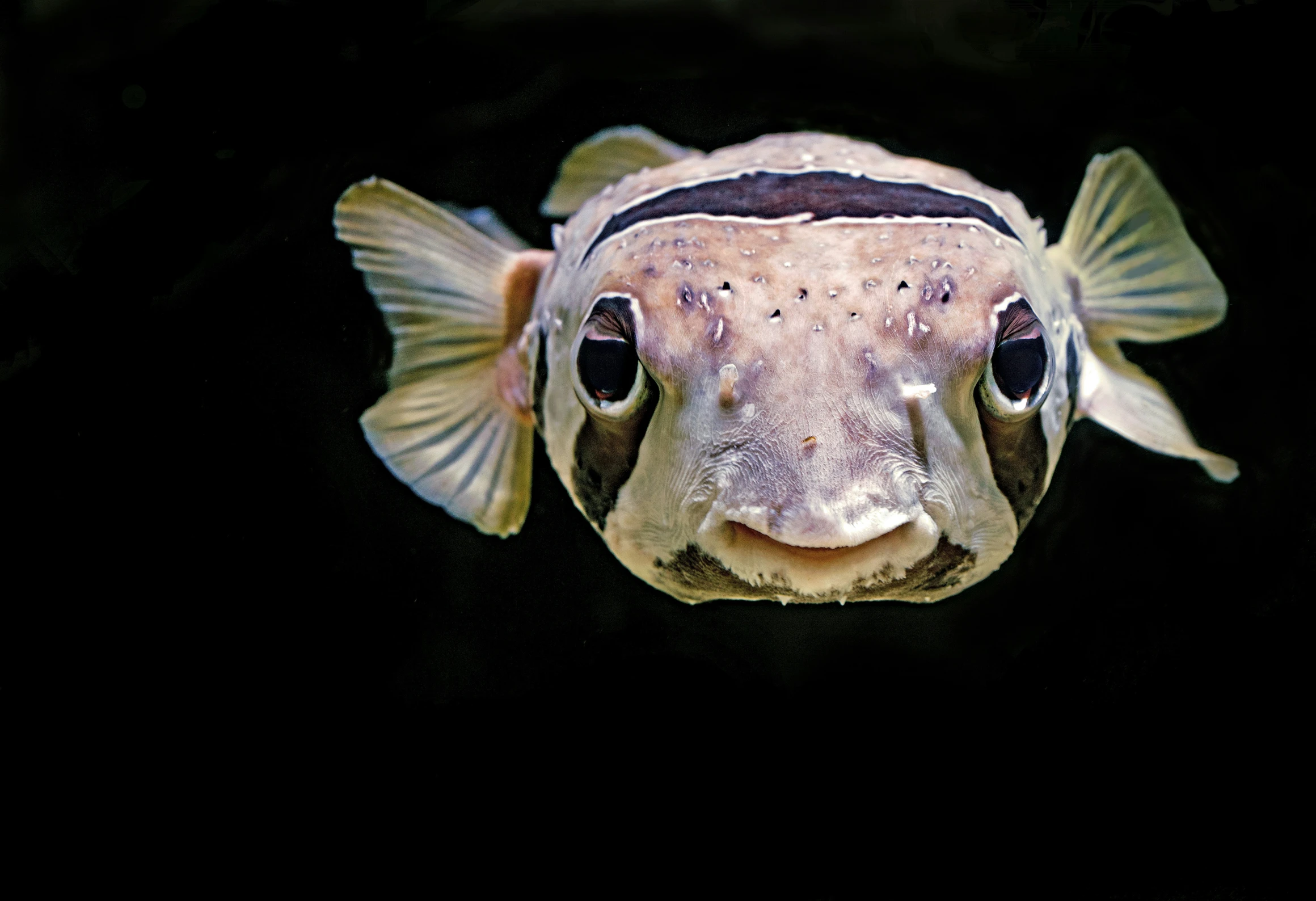 a brown black and white fish some black water and spots