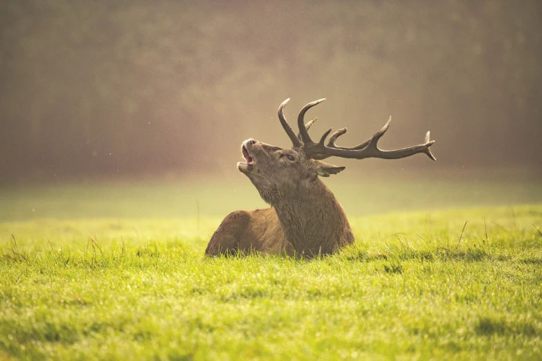 an elk resting in the grass looking up to his antlers