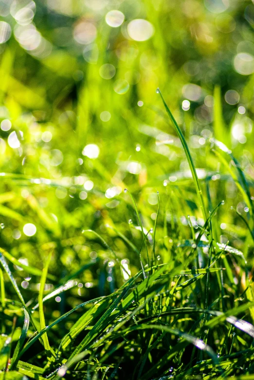 sunlight shining on some grass and water droplets