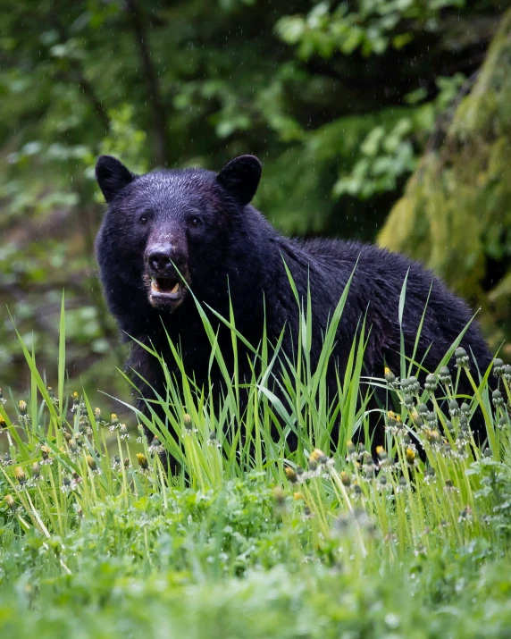 the bear looks back as it stands in tall grass