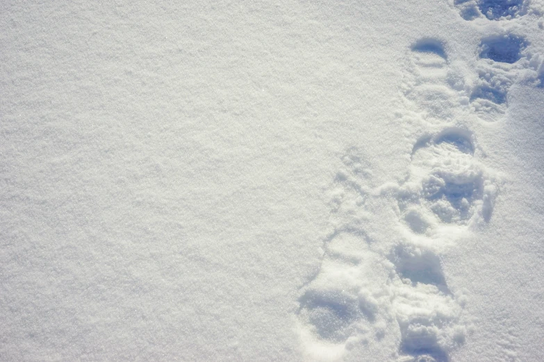 two animal tracks in the snow, one is up to four inches away from the viewer