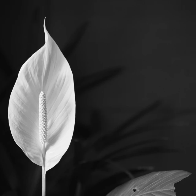 a leaf and a plant on a black background