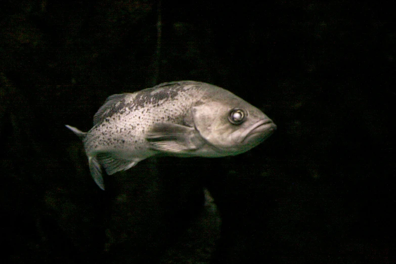 a fish that is in the water near some light