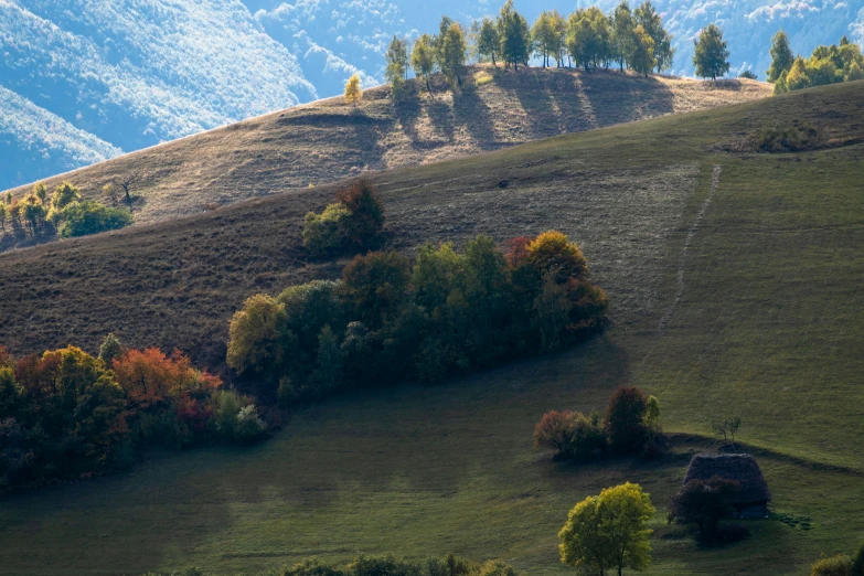 the scenery of a grassy hill is pictured with trees on the horizon