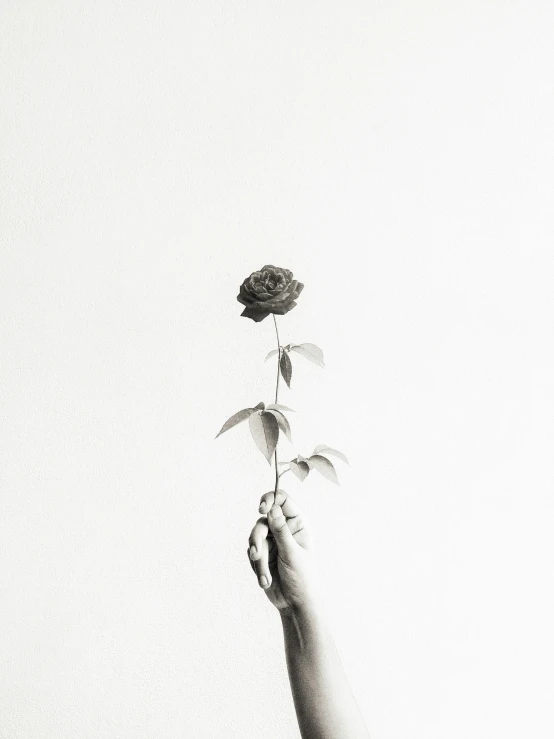 a person holding a flower that is in their hand