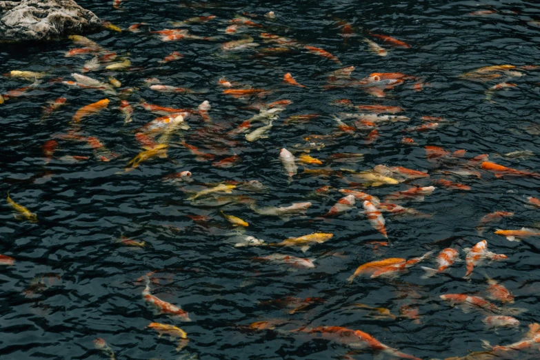 a pond full of koi carpies swimming together