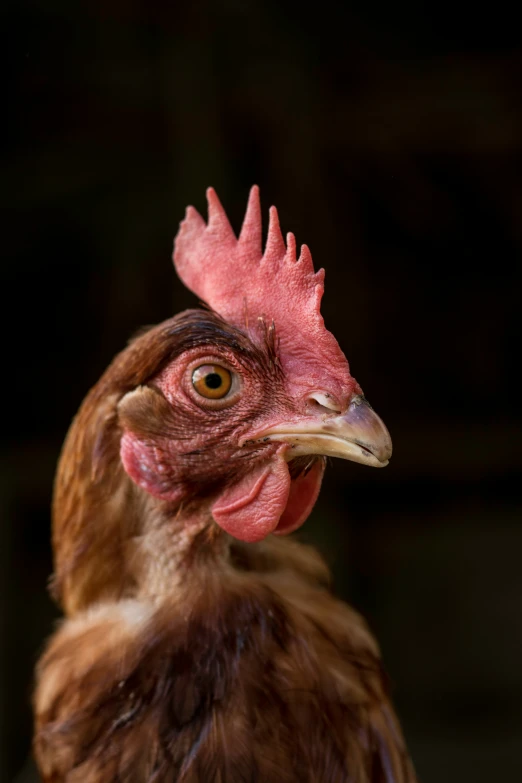 a close up s of a rooster looking straight ahead