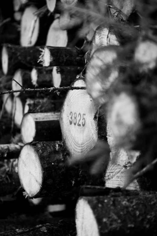 wooden logs with numbers sitting on them