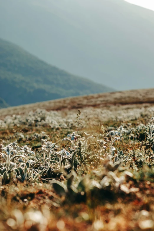 a field of plants in the middle of mountains