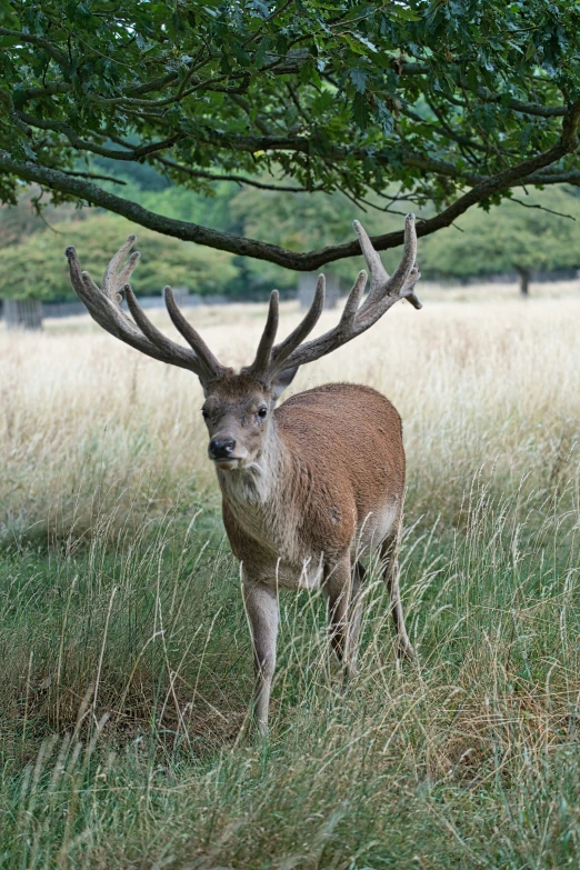 there is a deer that is under the tree