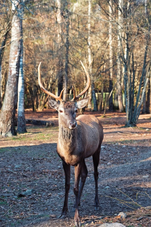 the large deer with large antlers is standing by himself