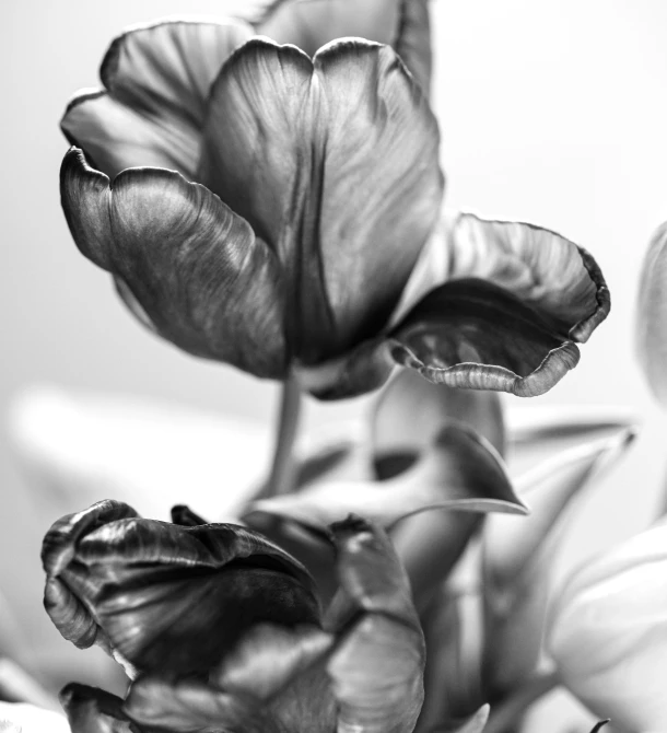 a vase filled with lots of black and white flowers