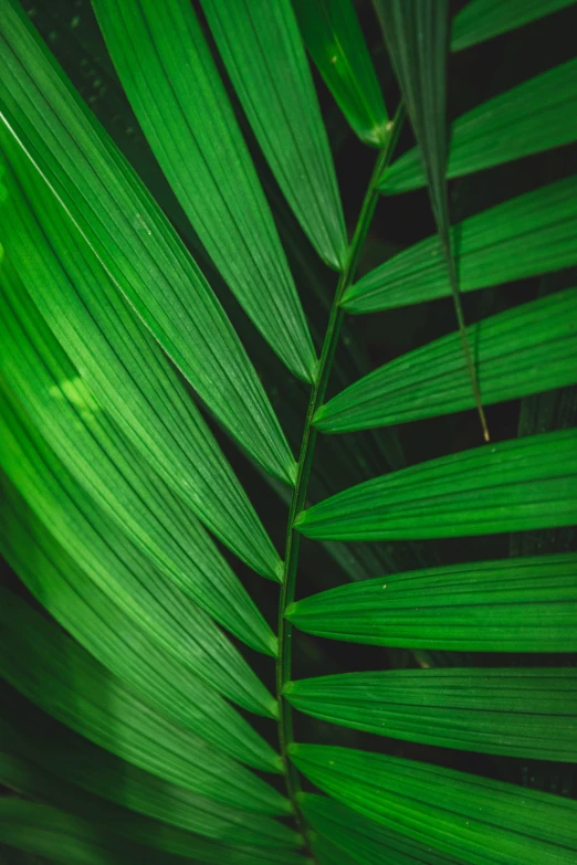 the green leaves are almost entirely visible