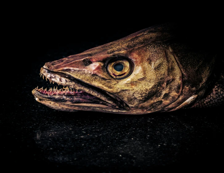 this is a fish head and the eyes are glowing