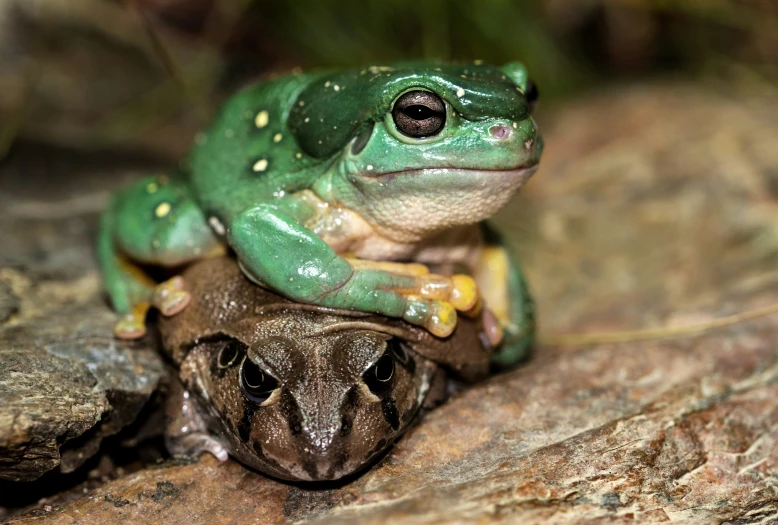 a frog sitting on top of another frog