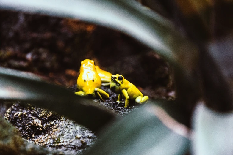 a small yellow frog on the bottom of a tree nch