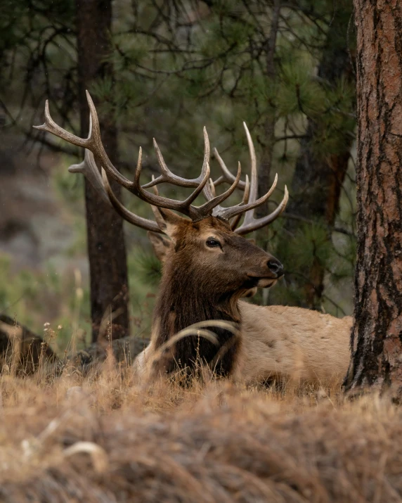 a deer is in the middle of a clearing with many trees