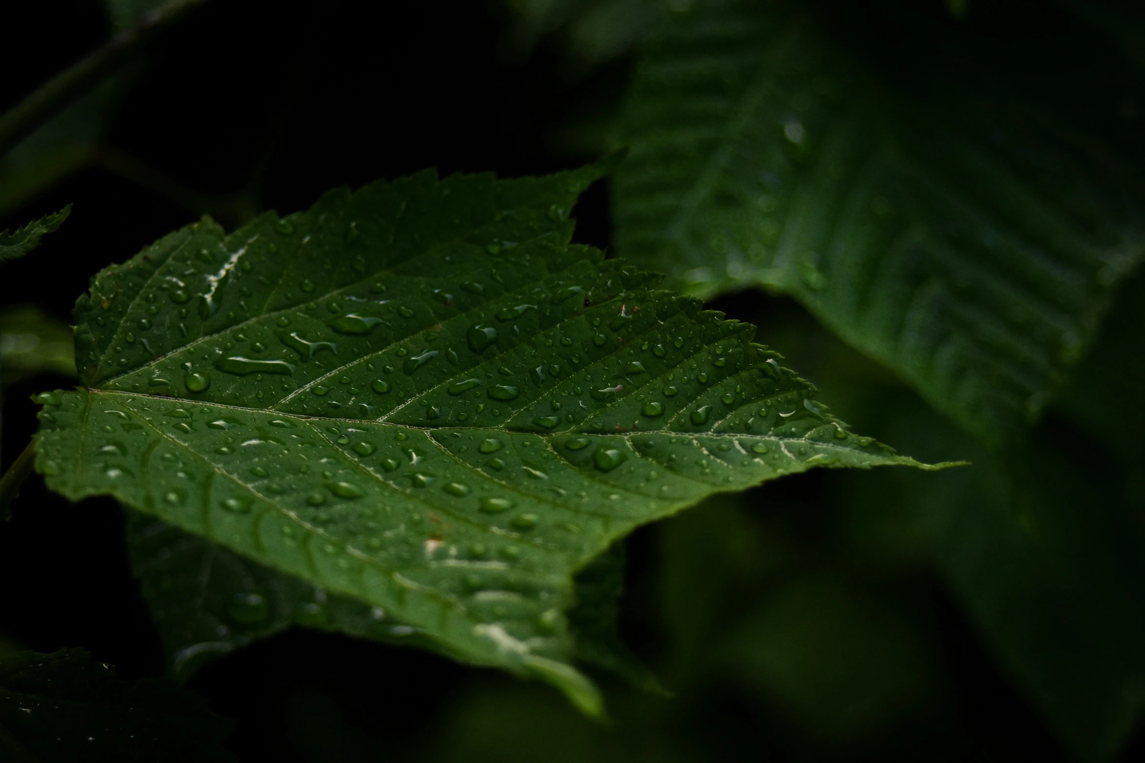 a leaf that is sitting under some rain drops