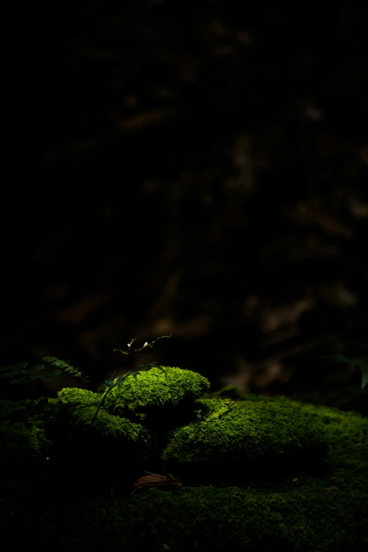 green moss growing on the side of a mountain