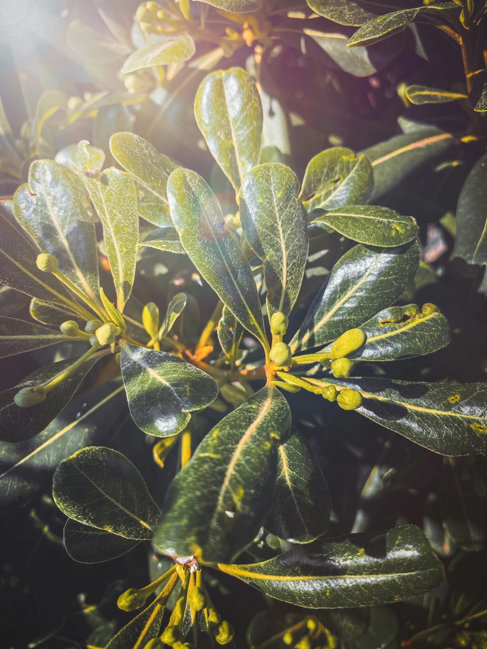 a bush with several leaves and some yellow buds