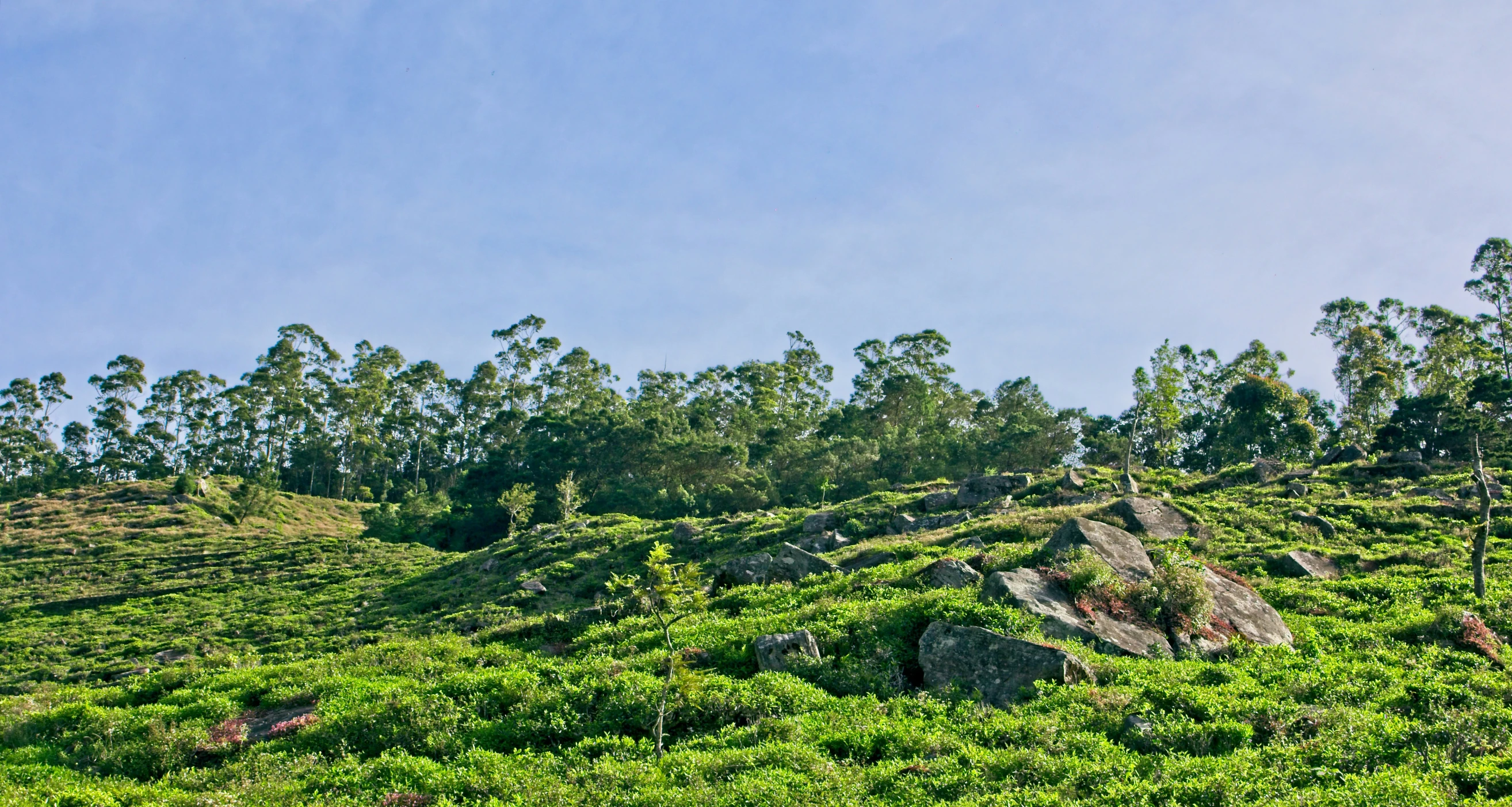 trees and plants on a hill side with blue skies