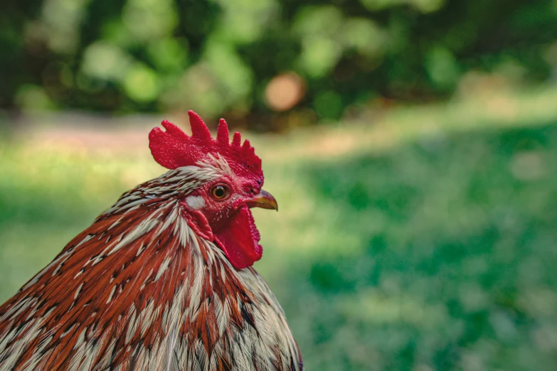 rooster standing in field looking forward with other grass in background