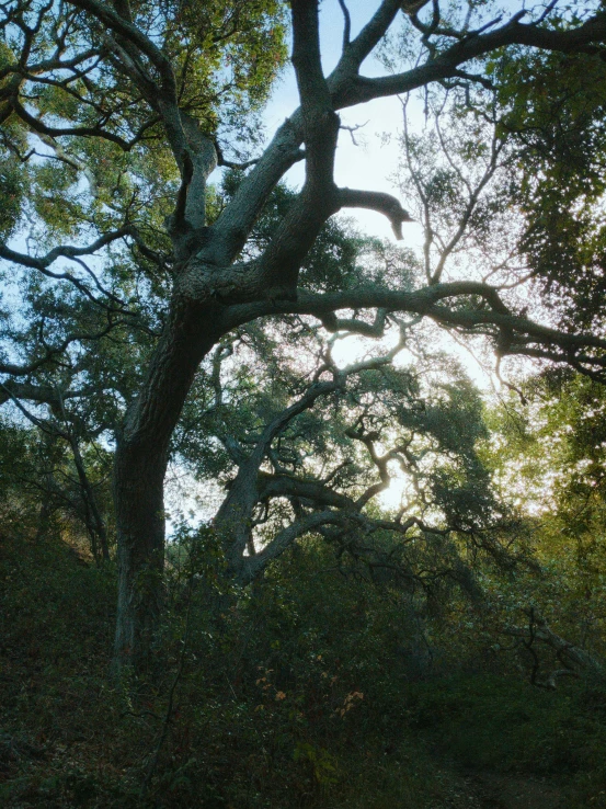 a bench under the shade of trees on a hill