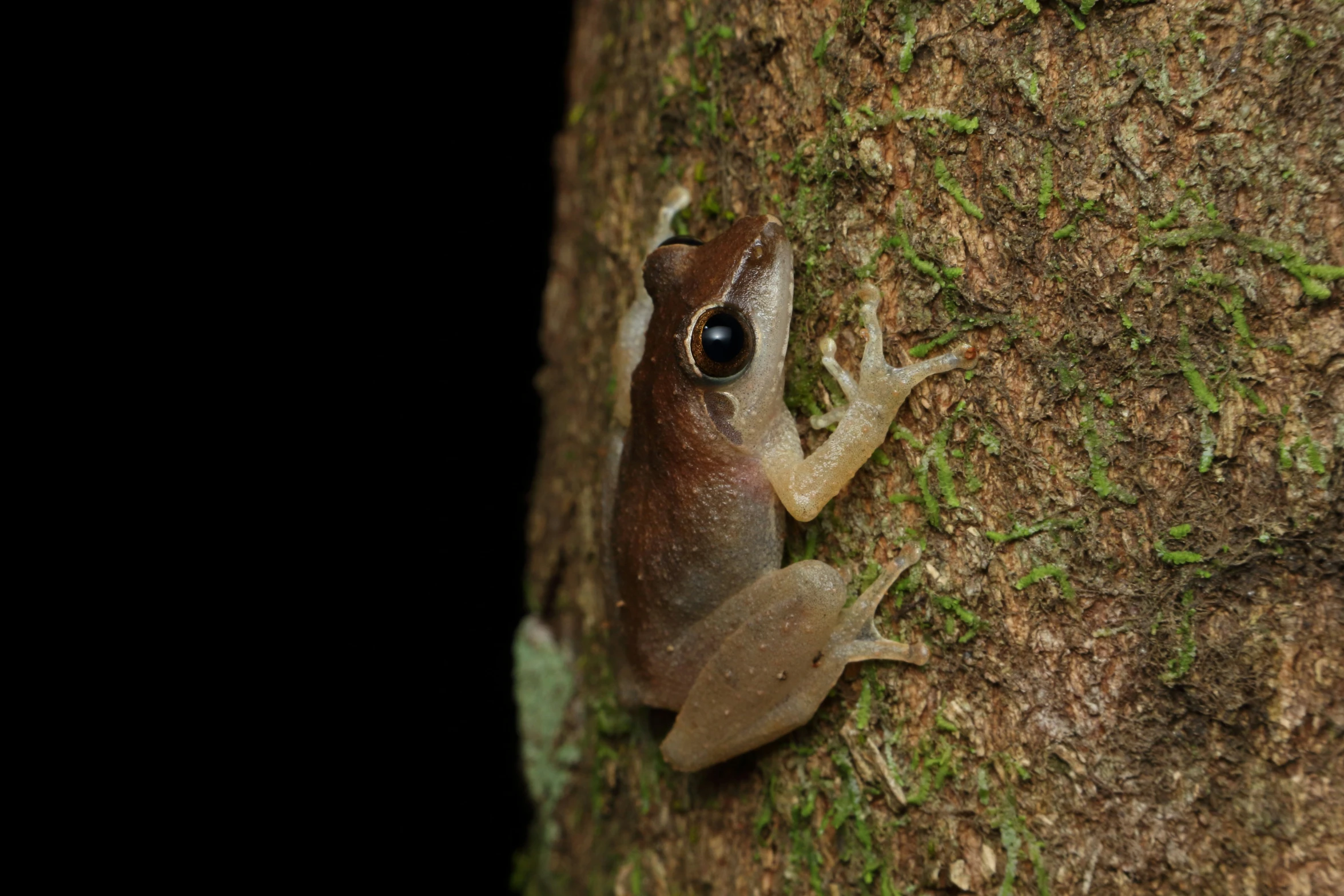 the tree frog is sitting on a moss covered tree