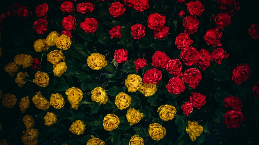 red and yellow flowers stand against a dark background