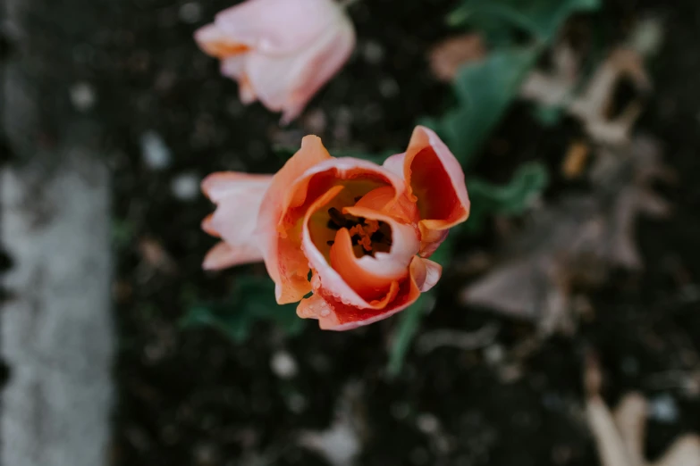 some very pretty pink flowers growing out of the ground