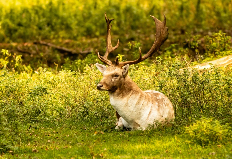 the large animal is sitting in the field