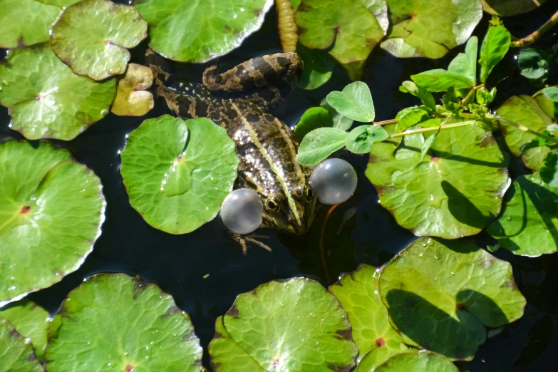 an animal is in the water next to green leaves