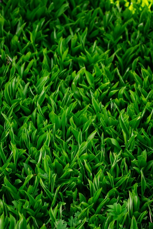 closeup of green grass growing in a field