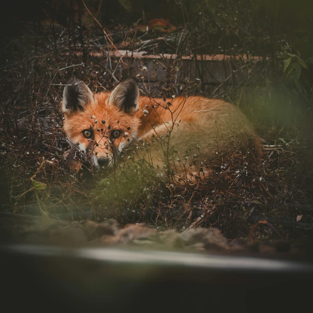 an orange animal sits in the grass and looks around