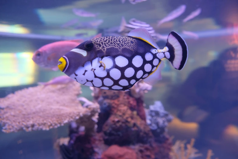 colorful fish swimming near a group of small white dots on their backs