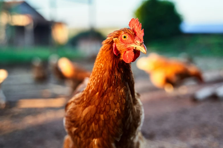 chickens walk on a path together in a flock