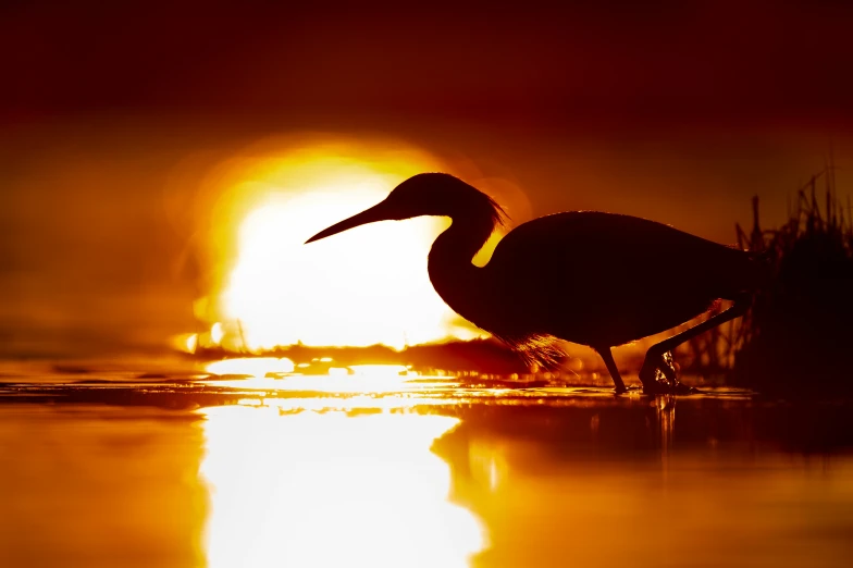 a bird standing in the water during a sunset